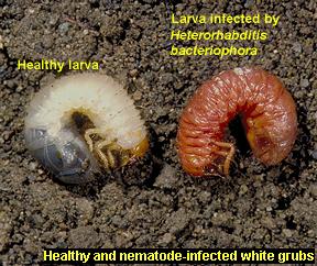 Healthy and infected larvae