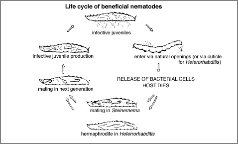 Nematode Life Cycle Diagram