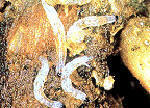 nematodes